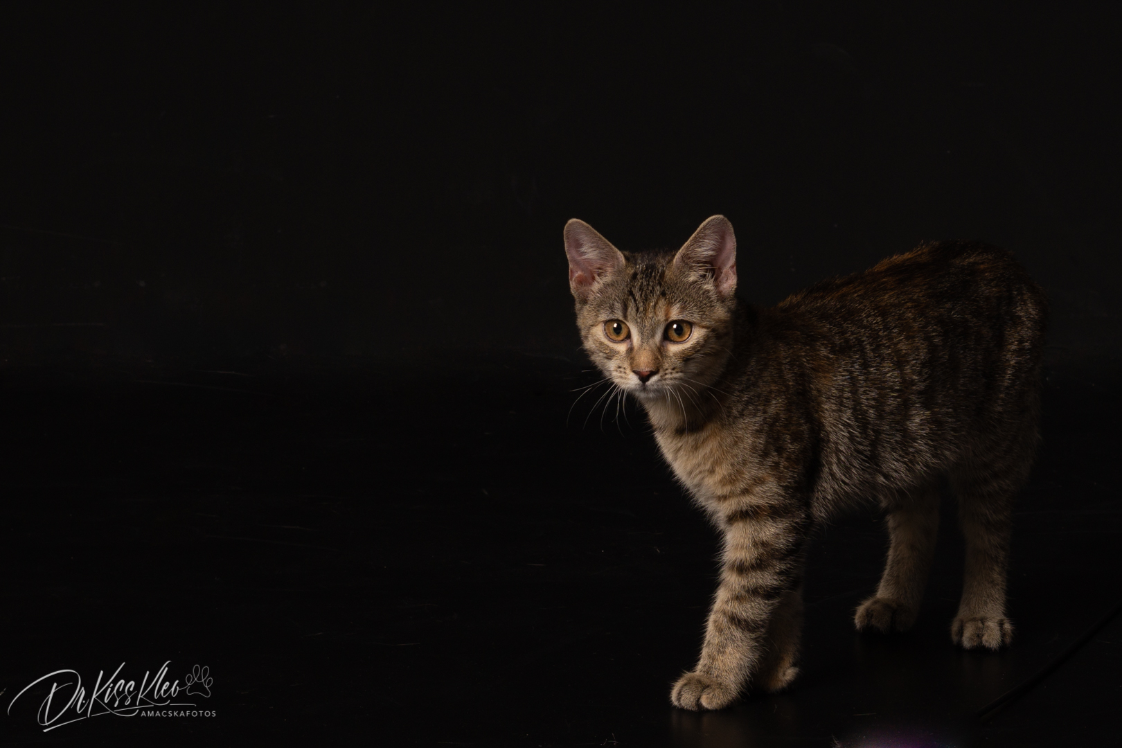 Freya